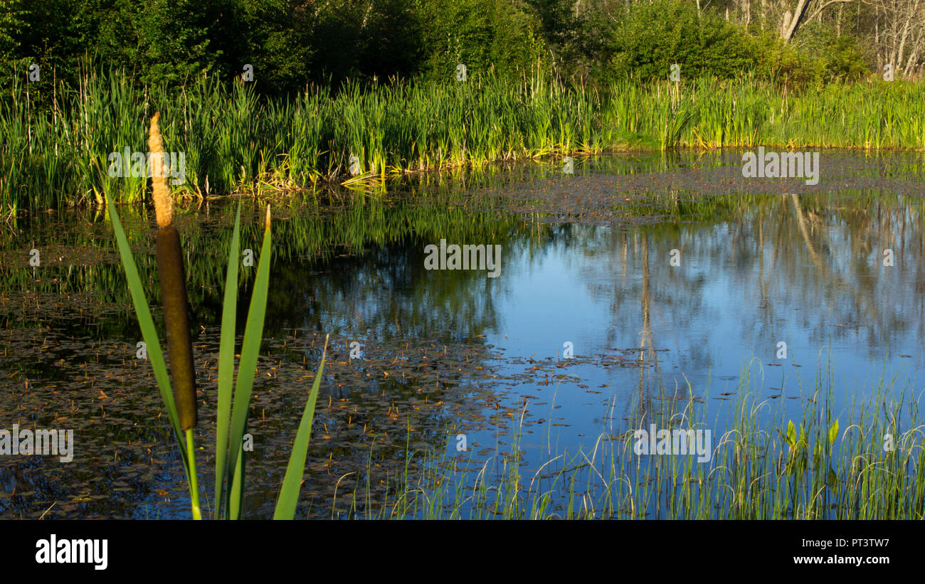 Typha latifolia in kleinen Teich. Wasser spiegelt im Hintergrund. Stockfoto