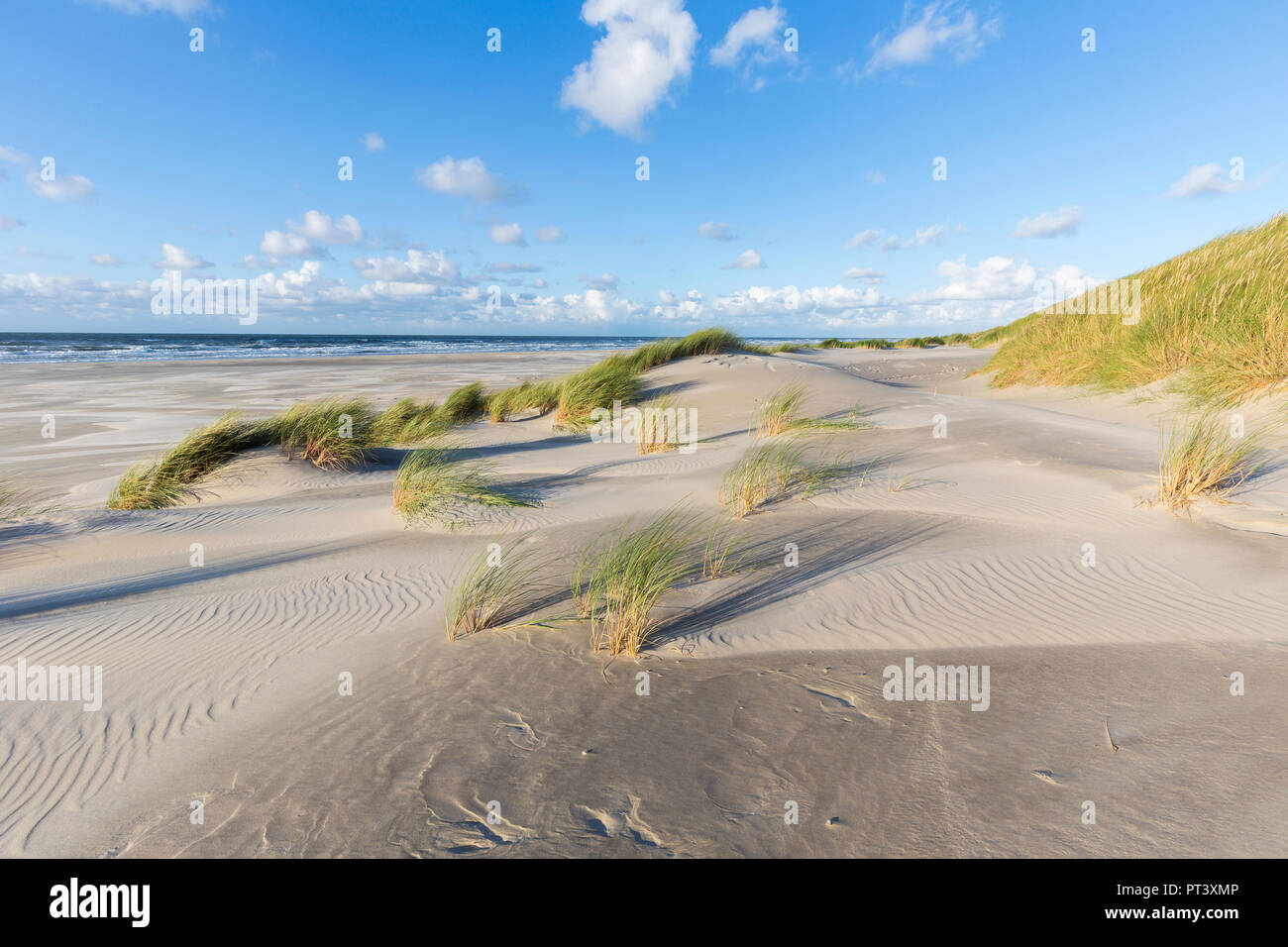 Sand eine marram winken in der Nachmittagssonne. Strand und Dünen von Terschelling, Niederlande Stockfoto