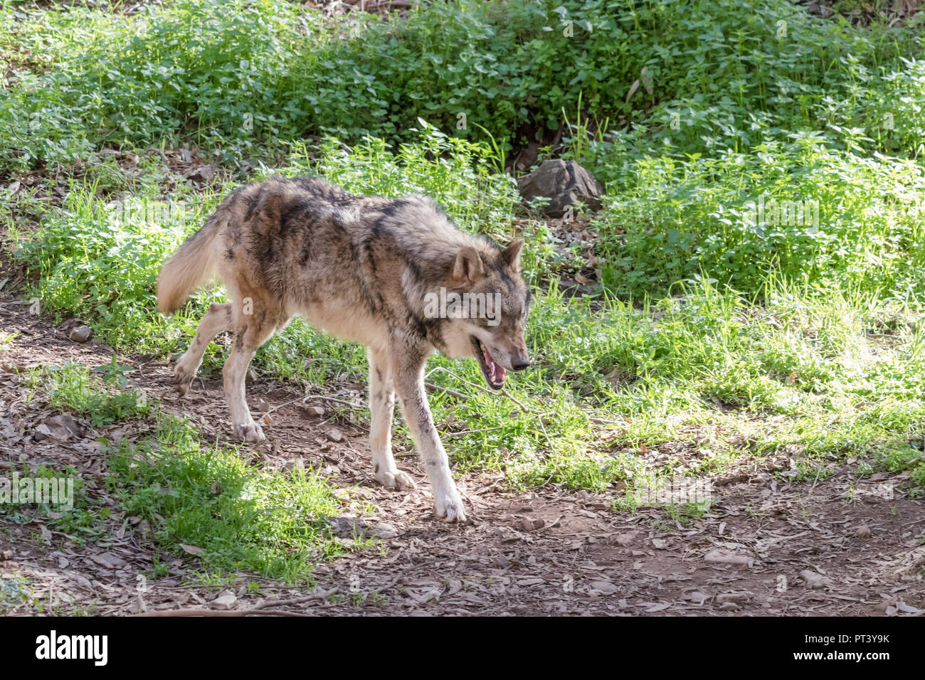 Grauer Wolf (Canis lupus) in der Natur Stockfoto