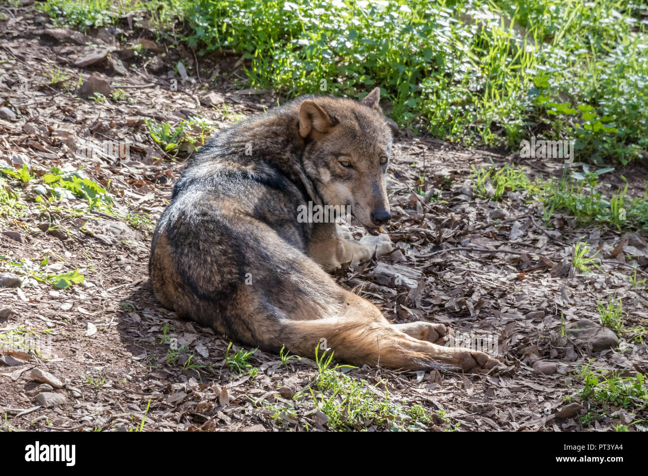 Grauer Wolf (Canis lupus) in der Natur Stockfoto