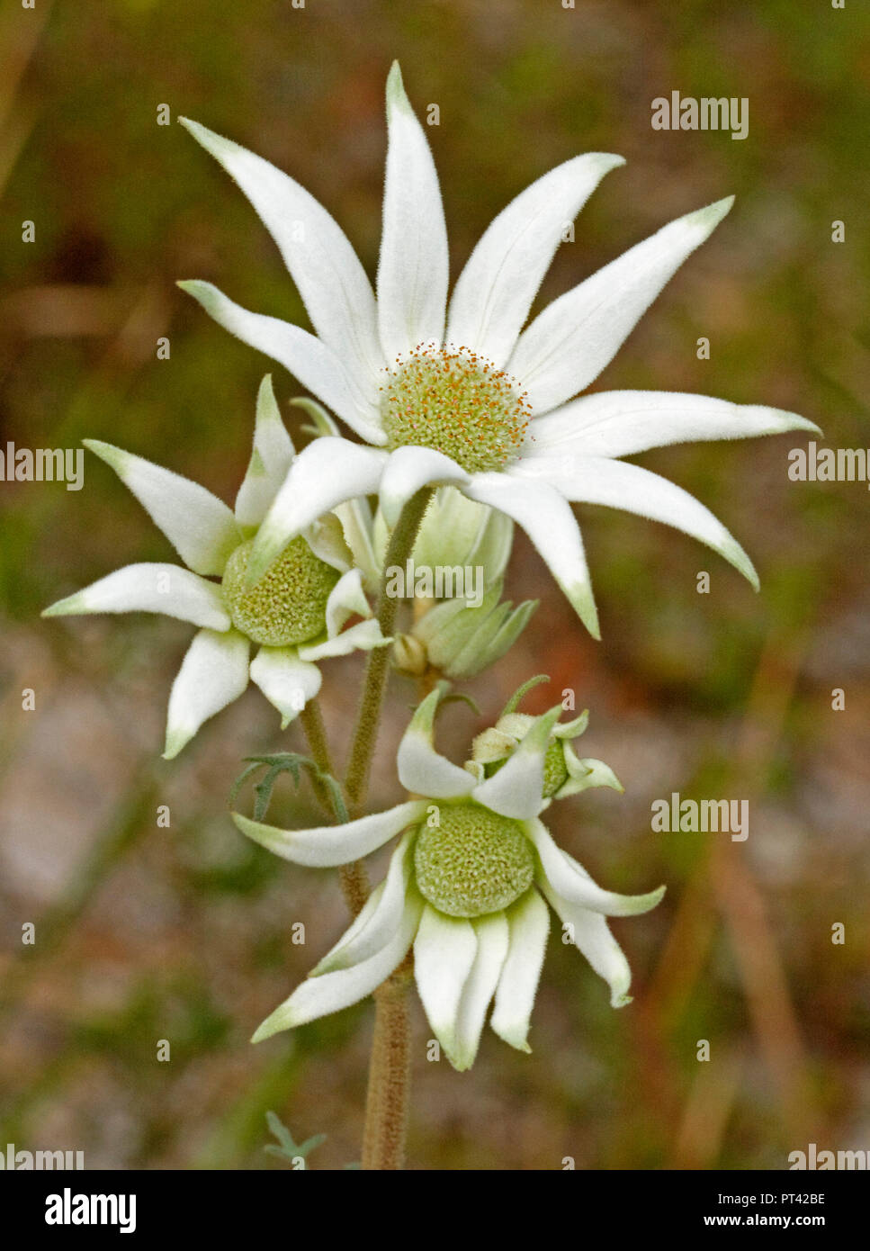 Gruppe der großen weißen Flanell Blumen, Actinotus helianti, Australische Wildblumen, gegen die dunklen braunen Hintergrund - Symbol der psychischen Gesundheit Bewusstsein Stockfoto