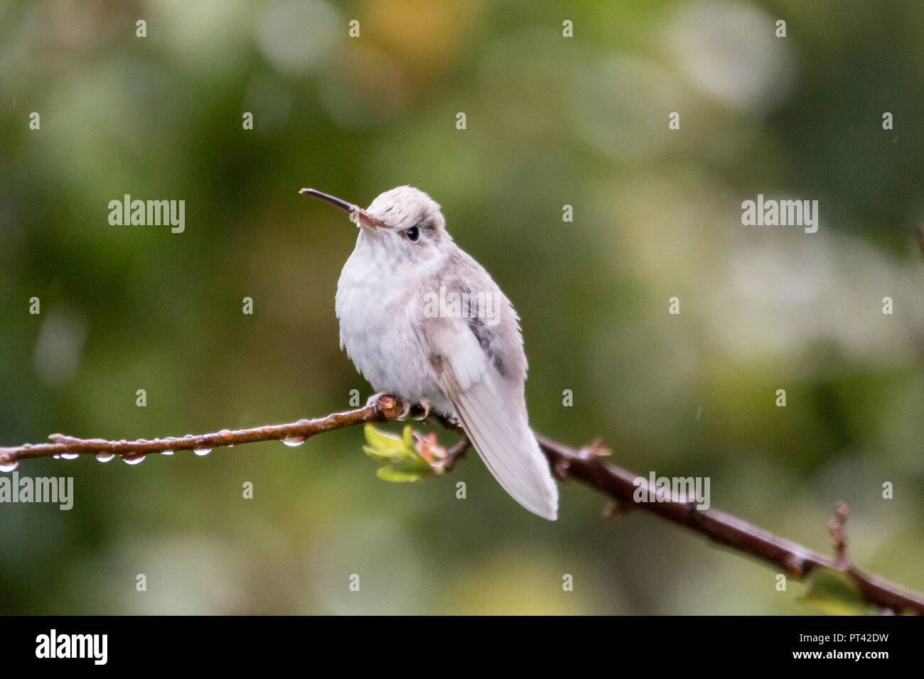 Seltene Leucistic herrlichen Hummingbird (Eugenes californica) Costa Rica, San Gerardo de Dota. Stockfoto