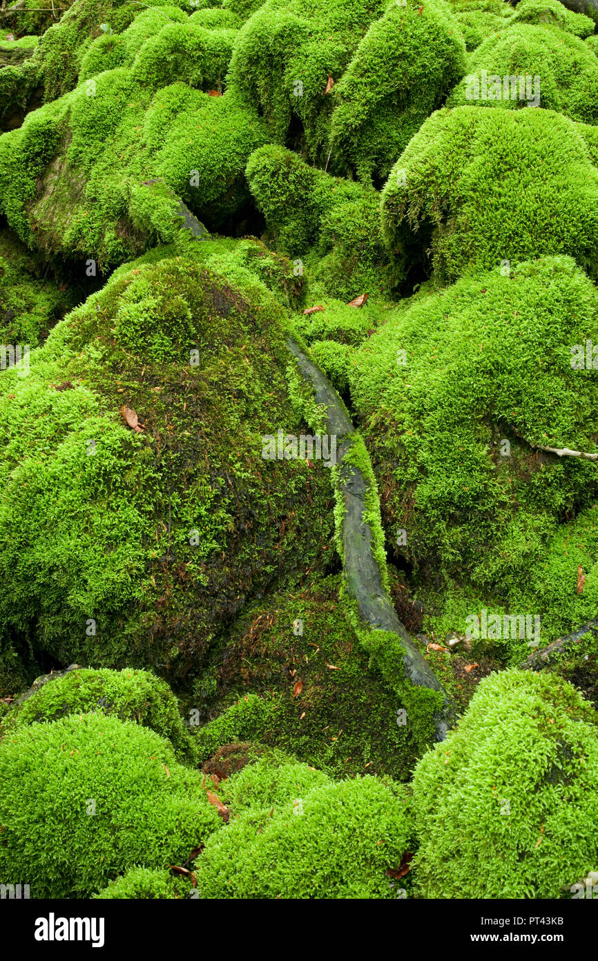 Moos in Strubtal, Lofer bergen, Tirol, Österreich Bachbett. Stockfoto