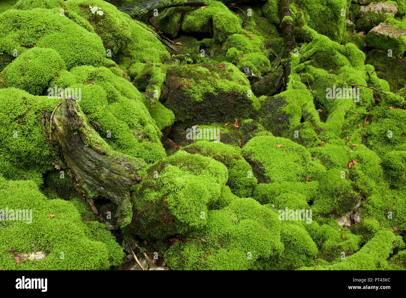 Moos in Strubtal, Lofer bergen, Tirol, Österreich Bachbett. Stockfoto