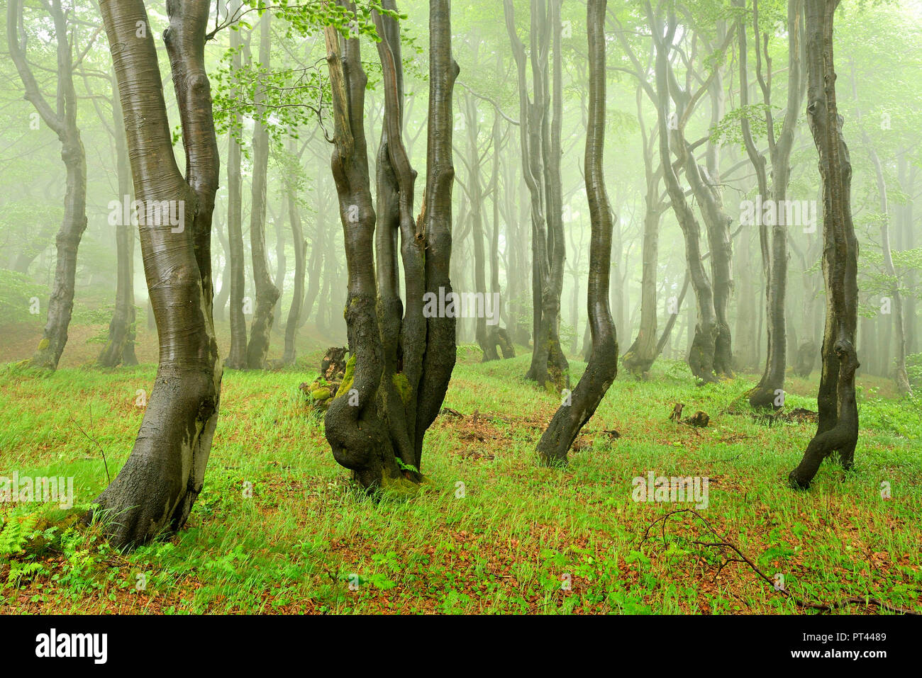 Geheimnisvollen Wald, Nebel und Regen, bizarr überwachsen Buche, Erzgebirge, Tschechien Stockfoto