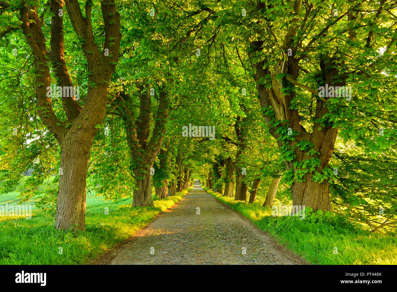 Kastanienallee im Morgenlicht, alte Kopfsteinpflaster, in der Nähe von Binz, Insel Rügen, Mecklenburg-Vorpommern, Deutschland Stockfoto