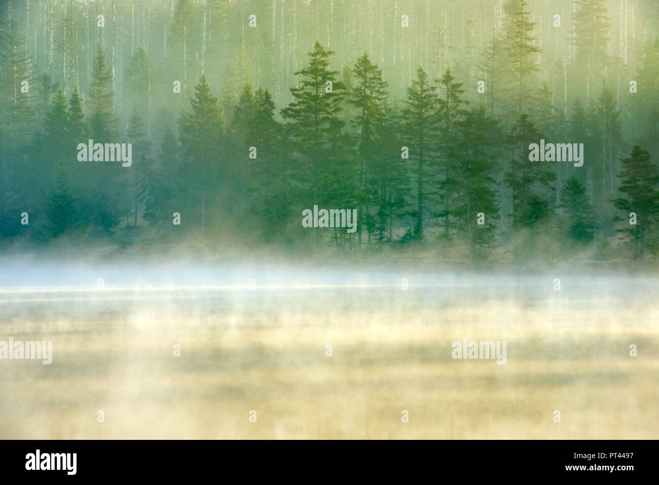 Sonnenaufgang an der Oder Teich mit Nebel, Wald, teils durch Befall von borkenkäfer tot Fichte, Nationalpark Harz, Niedersachsen, Deutschland Stockfoto