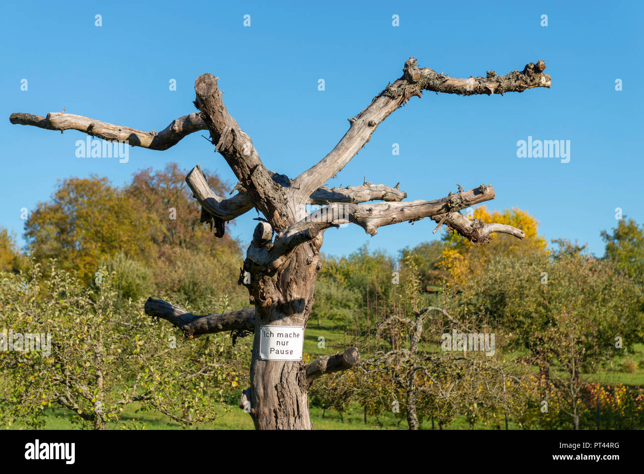 Deutschland, Baden-Württemberg, Kraichgau, toter Baum, "Ich mach nur pause' Zeichen (ich bin eine Pause), Stockfoto