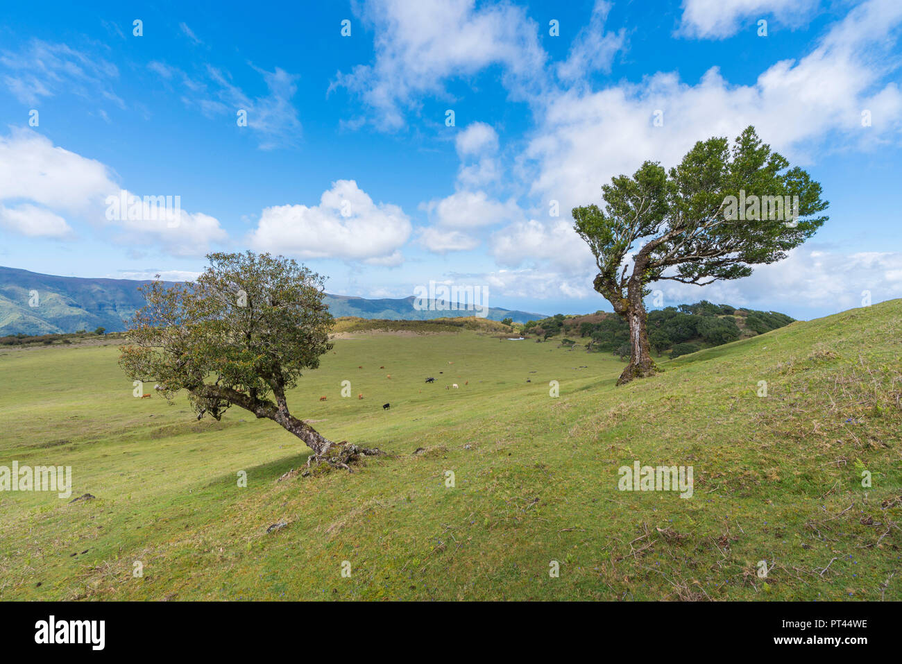Laurel Bäume und Kühe im Hintergrund, Laurisilva Wald, Fanal, Porto Moniz Gemeinde, Region Madeira, Portugal, Stockfoto