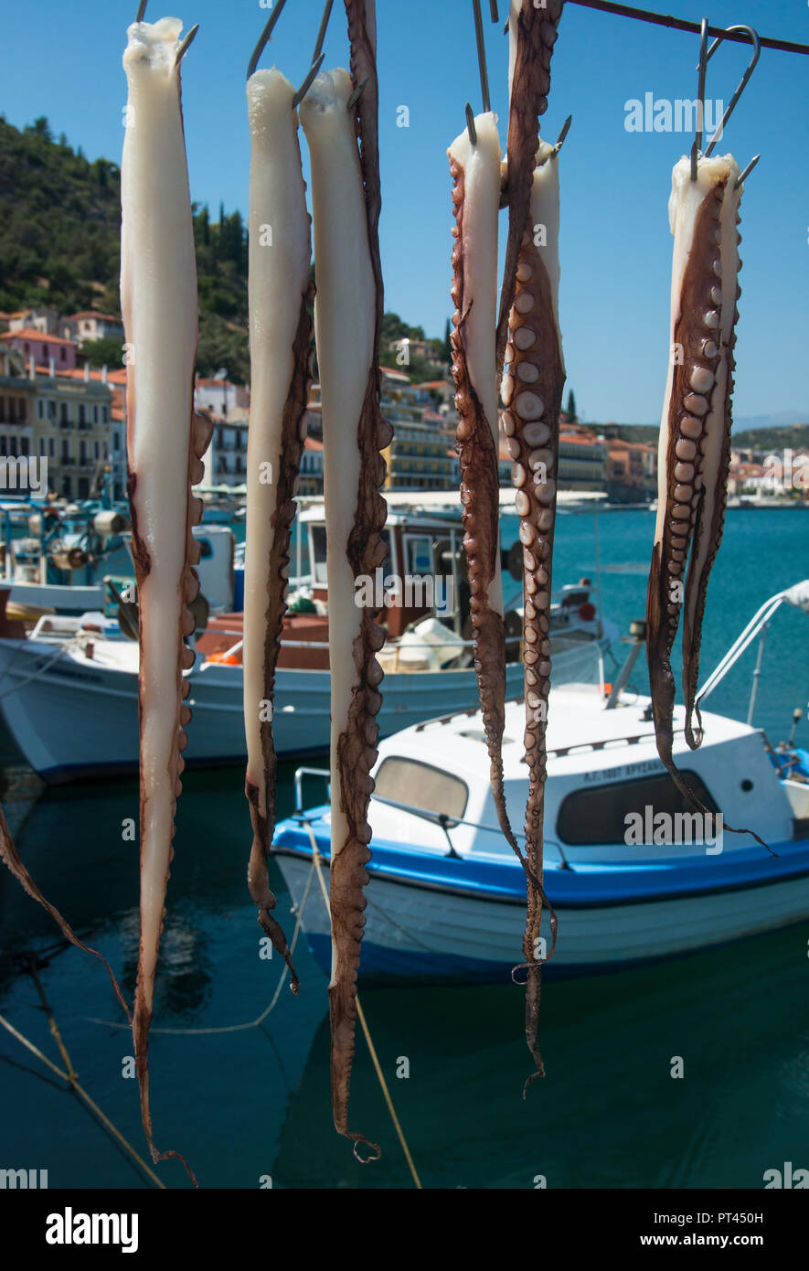 Octopus Tentakeln aufgehängt zum trocknen Stockfoto