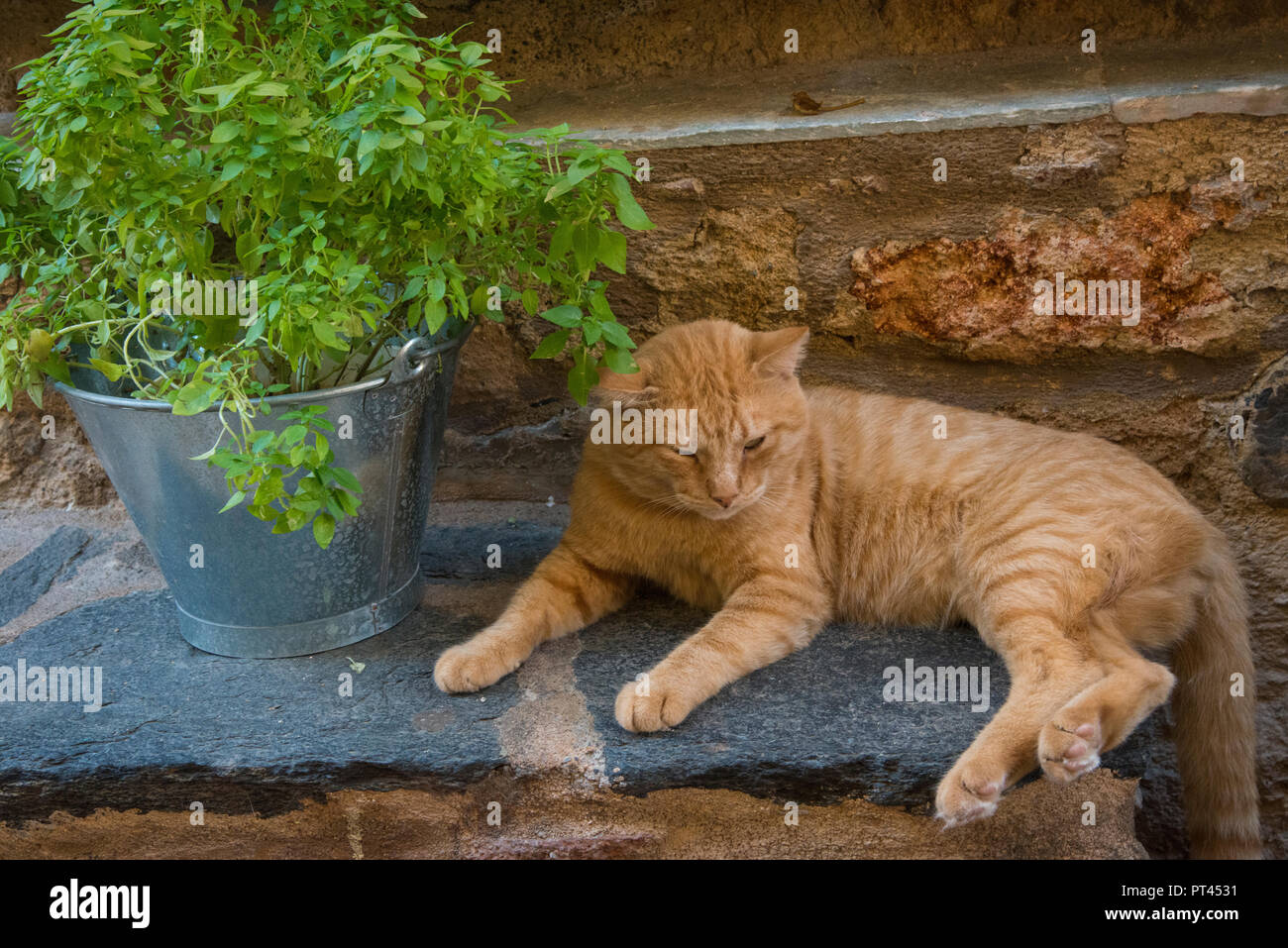 Orange tabby Katze, indem eine Dose Eimer aufliegen Stockfoto