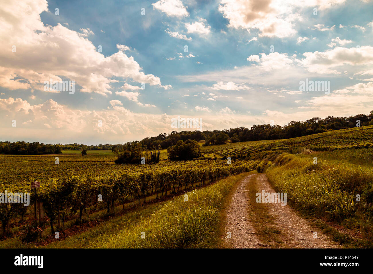 Bewölkten Tag in den Weinbergen von Friaul-Julisch-Venetien, Provinz Udine, Friaul-Julisch-Venetien, Italien Stockfoto