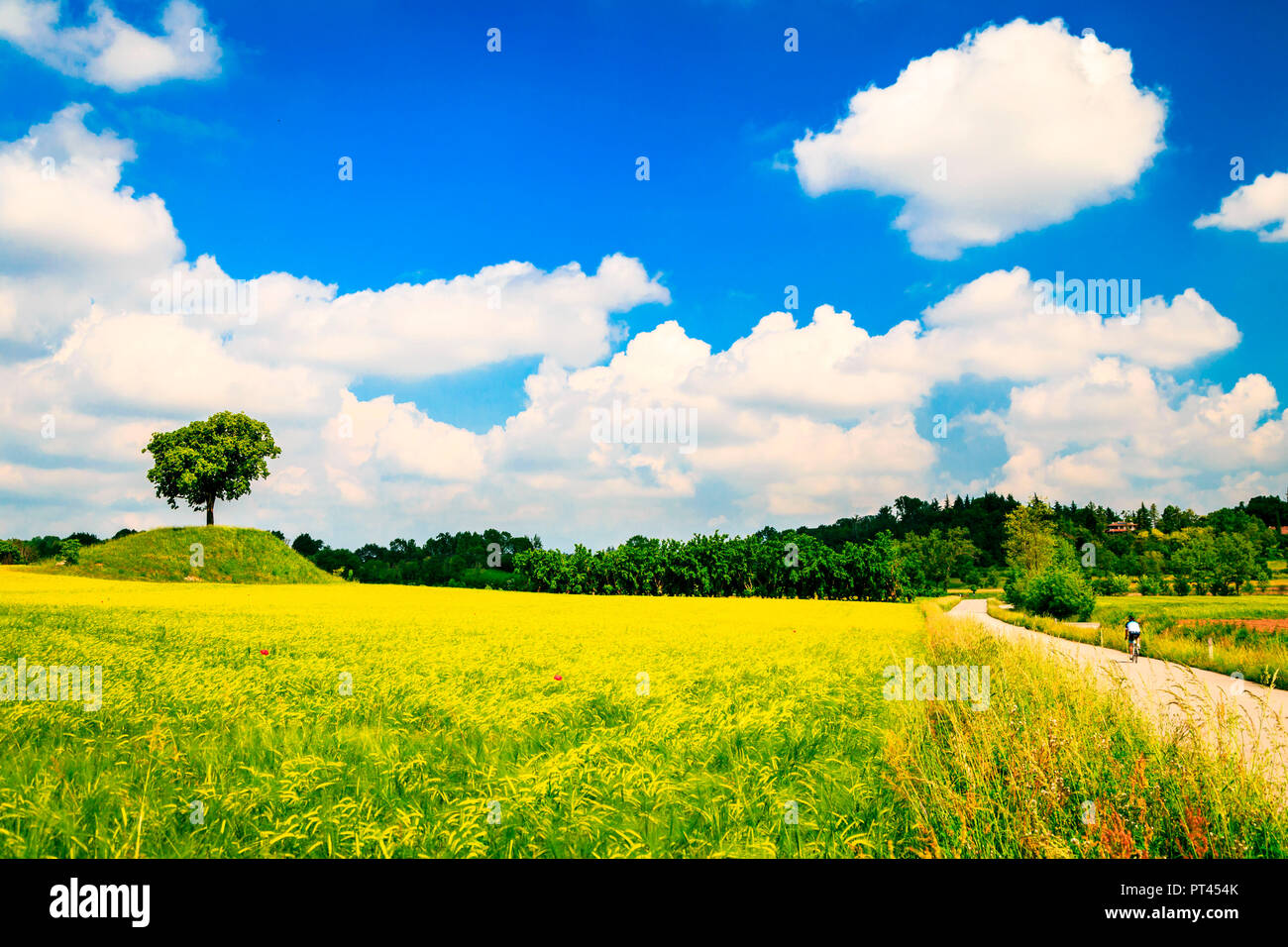 Ein einsamer Baum in einem Feld von Mais in der Landschaft von Friuli Venezia-Giulia, Provinz Udine, Italien, Stockfoto
