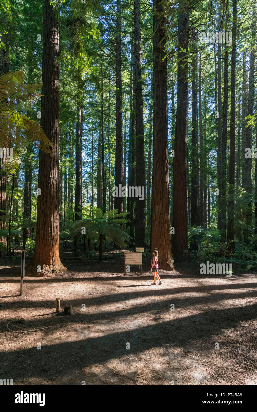 Frau im Redwoods, Whakarewarewa Forest, Rotorua, Bay of Plenty, North Island, Neuseeland, Stockfoto