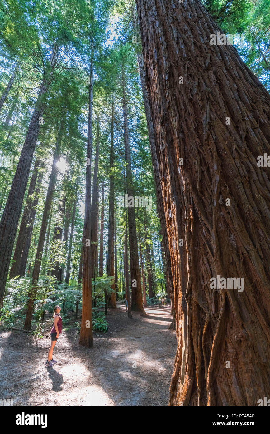 Frau im Redwoods, Whakarewarewa Forest, Rotorua, Bay of Plenty, North Island, Neuseeland, Stockfoto