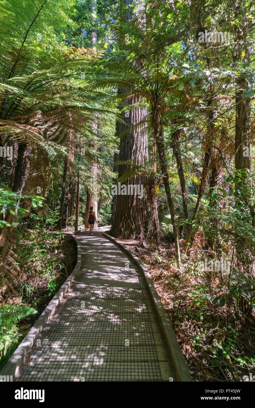 Frau gehen auf einen Fußweg durch die Redwoods, Whakarewarewa Forest, Rotorua, Bay of Plenty, North Island, Neuseeland, Stockfoto