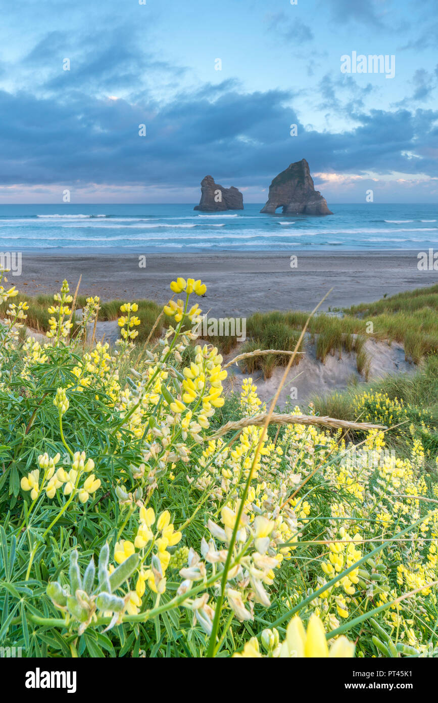 Gelbe Blüten mit Torbogen Inseln im Hintergrund, Wharariki Beach, Puponga, Tasman District, South Island, Neuseeland, Stockfoto