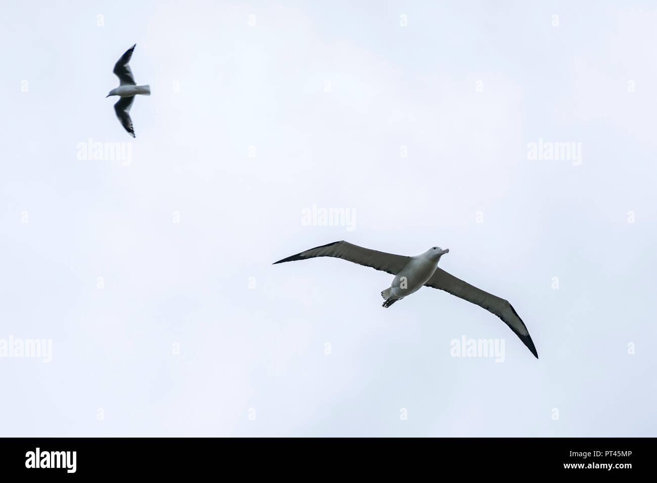 Northern Royal Albatrosse fliegen in den Himmel, taiaroa Head, Harington, Otago Peninsula, Region Otago, Südinsel, Neuseeland, Stockfoto