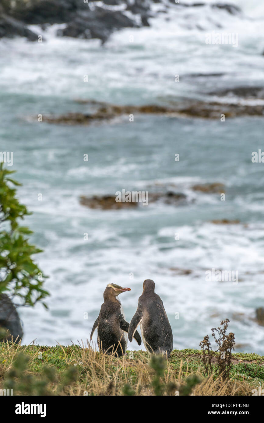 Paar yellow eyed Penguins an Katiki Punkt im Sommer, Moeraki Halbinsel, Waitaki district, Region Otago, Südinsel, Neuseeland, Stockfoto
