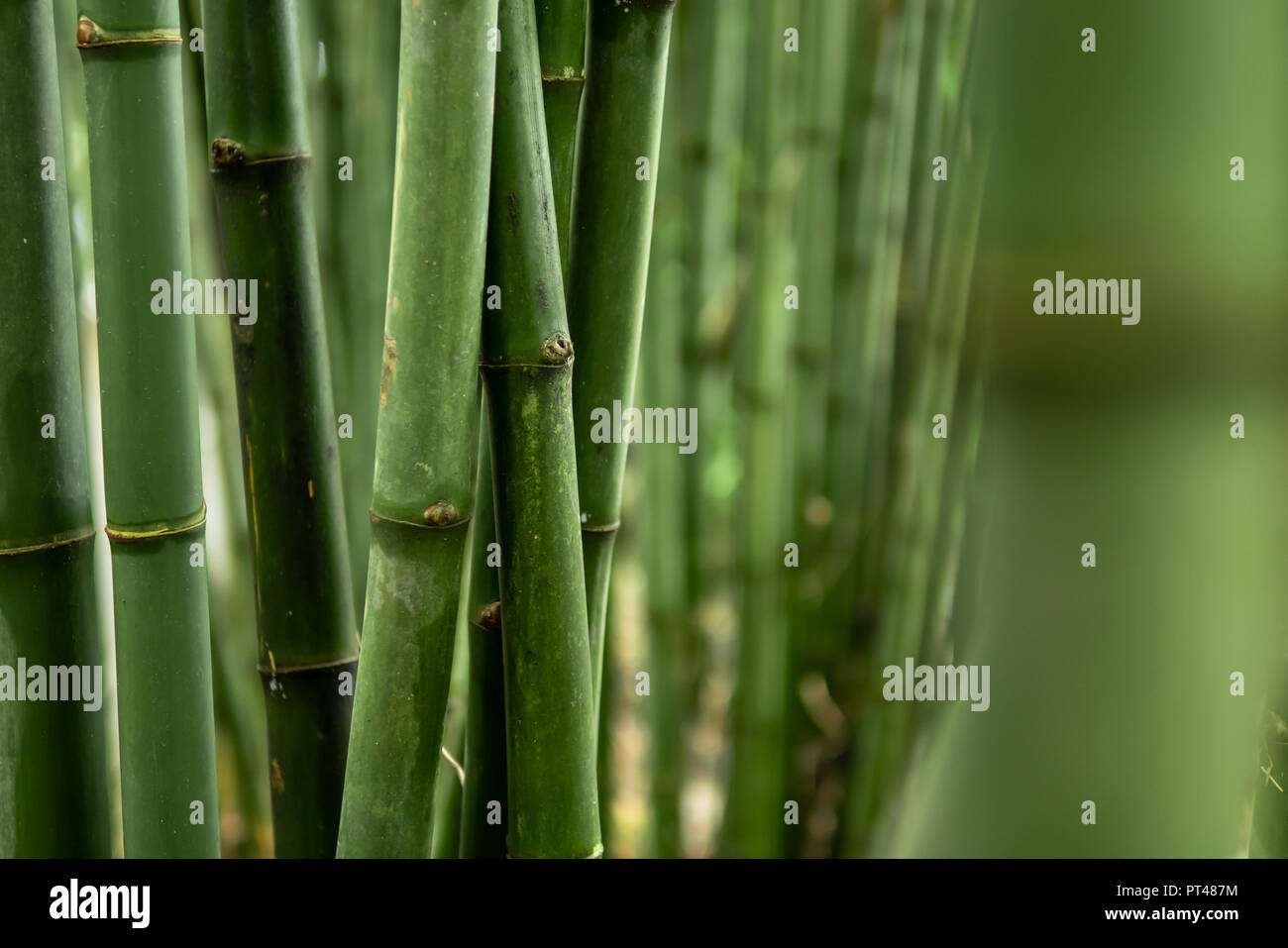 Grüner Bambus Wald Hintergrund Stockfoto
