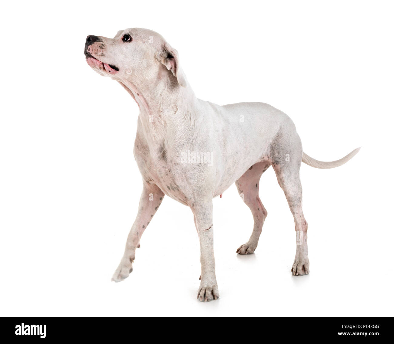 Argentinische Hund vor weißem Hintergrund Stockfoto
