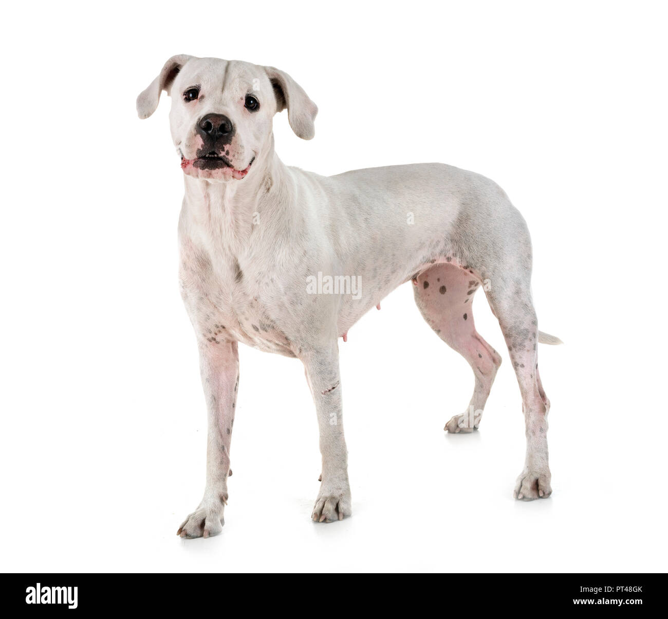 Argentinische Hund vor weißem Hintergrund Stockfoto
