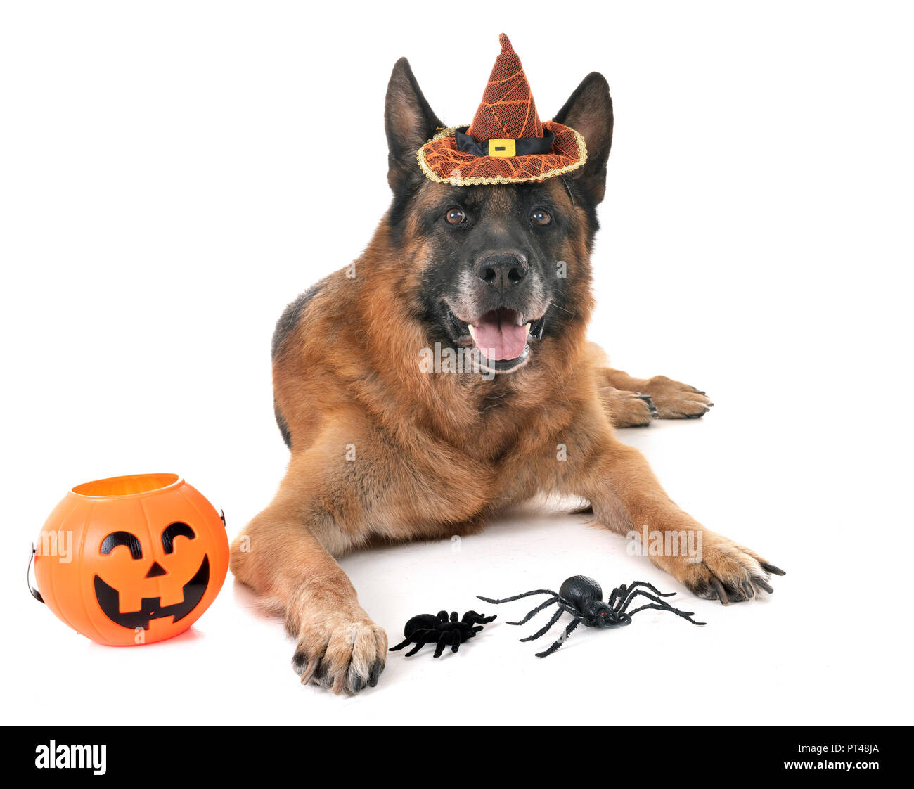 Schäferhund und Halloween vor weißem Hintergrund Stockfoto