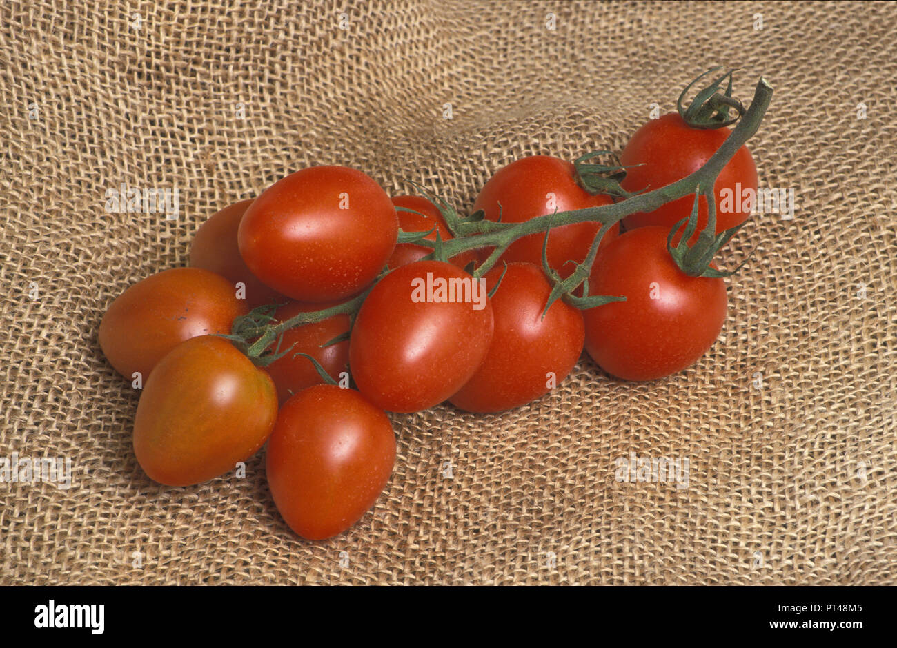 TRUSS TOMATEN (LYCOPERSICON ESCULENTUM) EI ODER ROMA TOMATE Stockfoto