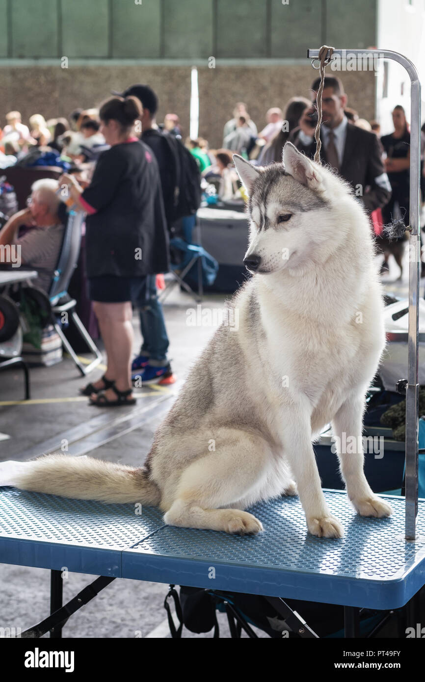 Amsterdam, Niederlande, 10. August 2018: schöne Husky Bereit für das Spiel während der World Dog Show in Amsterdam in den Niederlanden Stockfoto