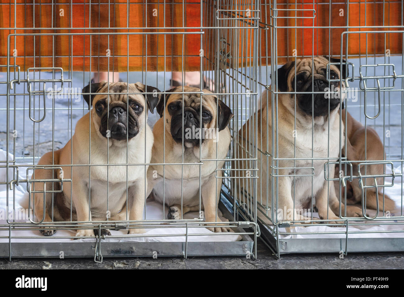 Drei erbärmliche Suche Mops Hunde in Ihrer Bank während der World Dog Show in Amsterdam in den Niederlanden eingeschlossen Stockfoto