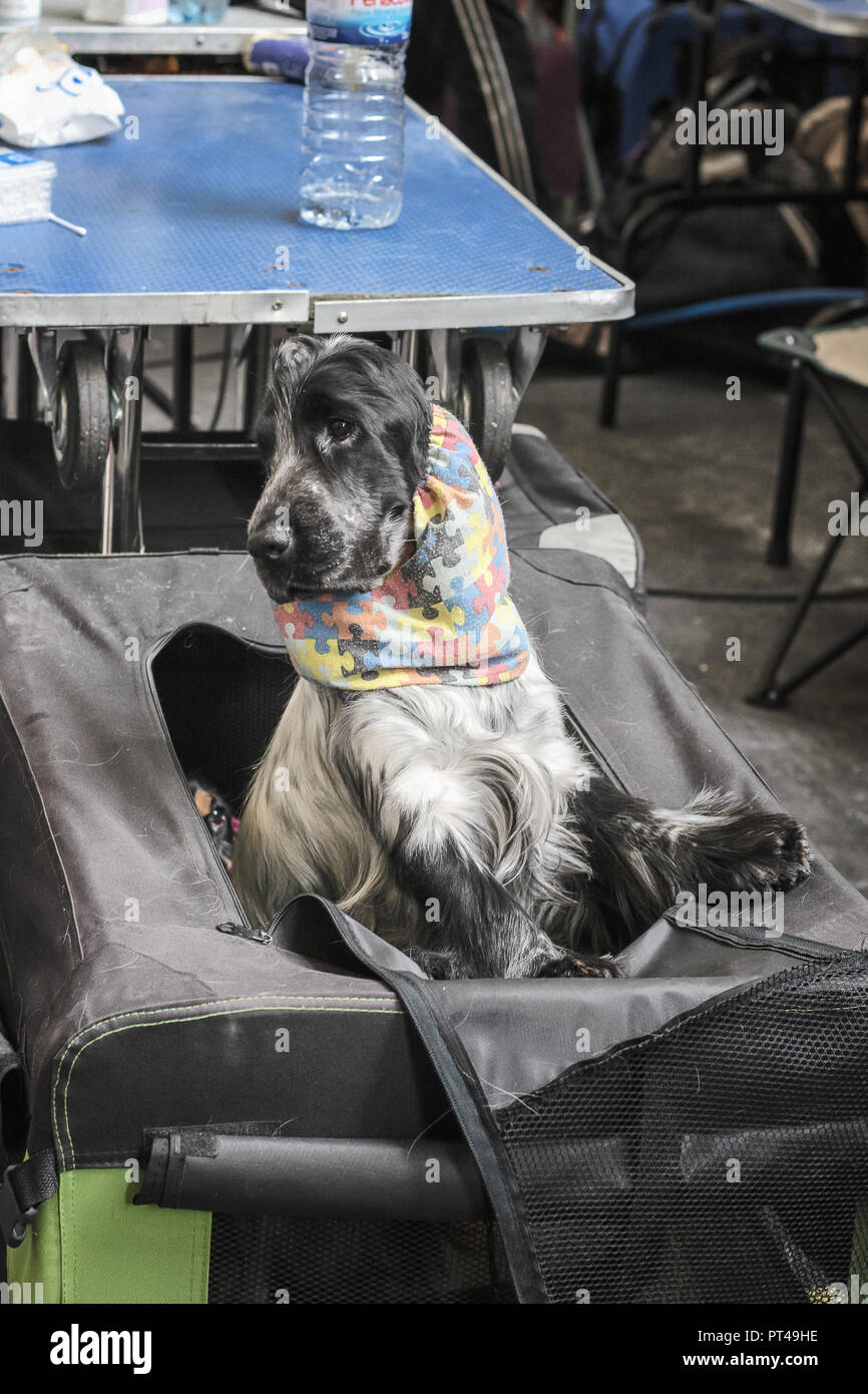 English Cocker Spaniel kommt ein Blick seiner Bank während der World Dog Show in Amsterdam in der Netheralnds zu nehmen Stockfoto