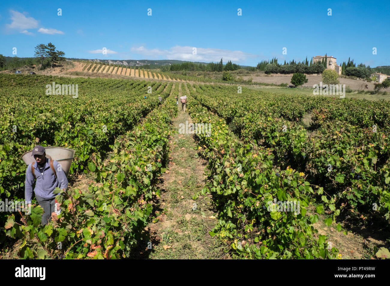 Letzte französische Ernte vor Brexit. Großbritannien kauft bis zu einem Drittel der französischen Wein exportiert. Diese Trauben werden von der Bush von Hand, Aude, Region, Frankreich, Stockfoto