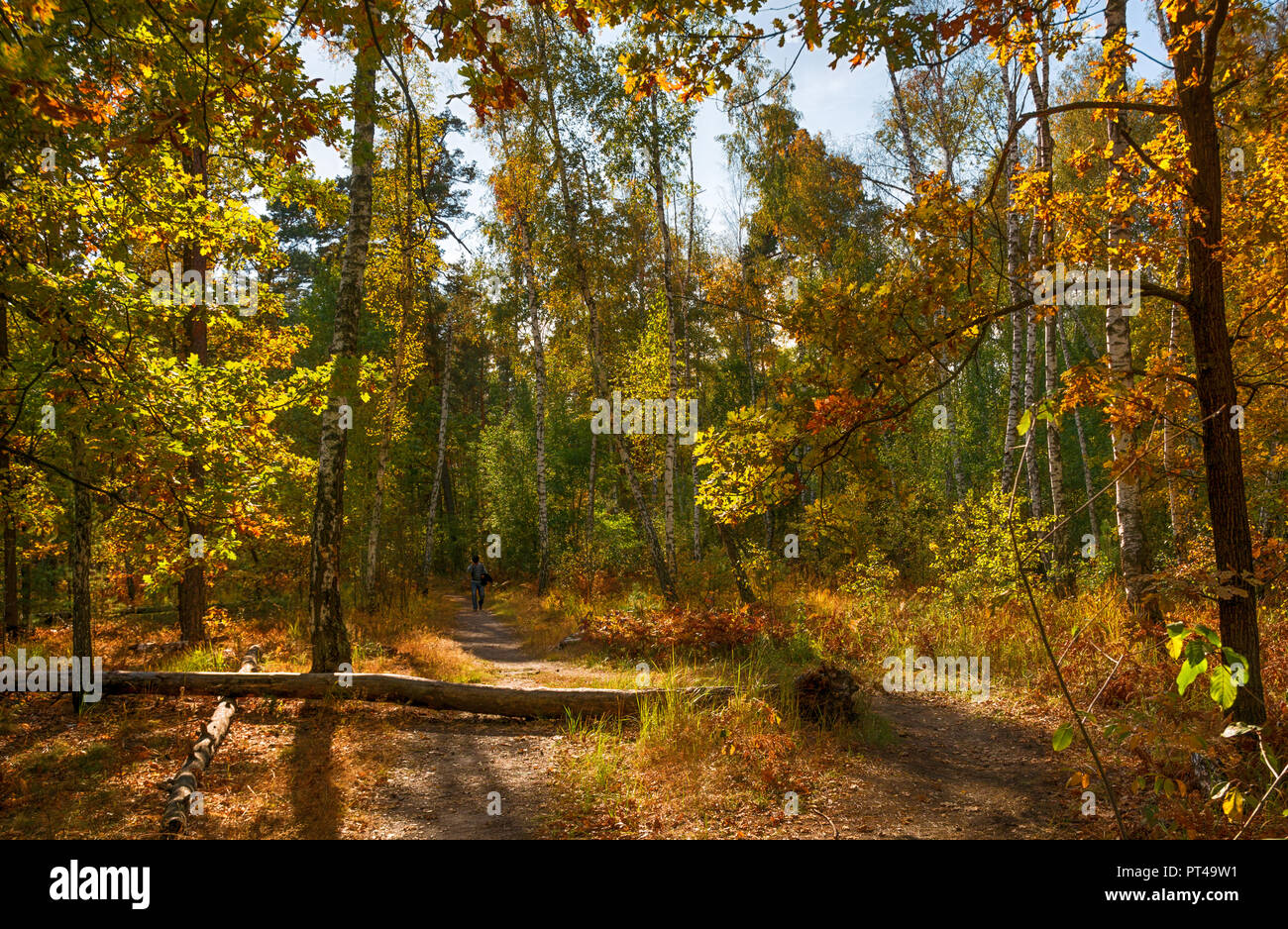 Spaziergang in den Wald. Herbst Farben. herbstliche Stimmung. Melancholie. Stockfoto