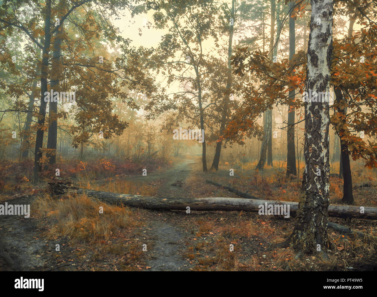 Spaziergang in den Wald. Herbst Farben. herbstliche Stimmung. Melancholie. Stockfoto