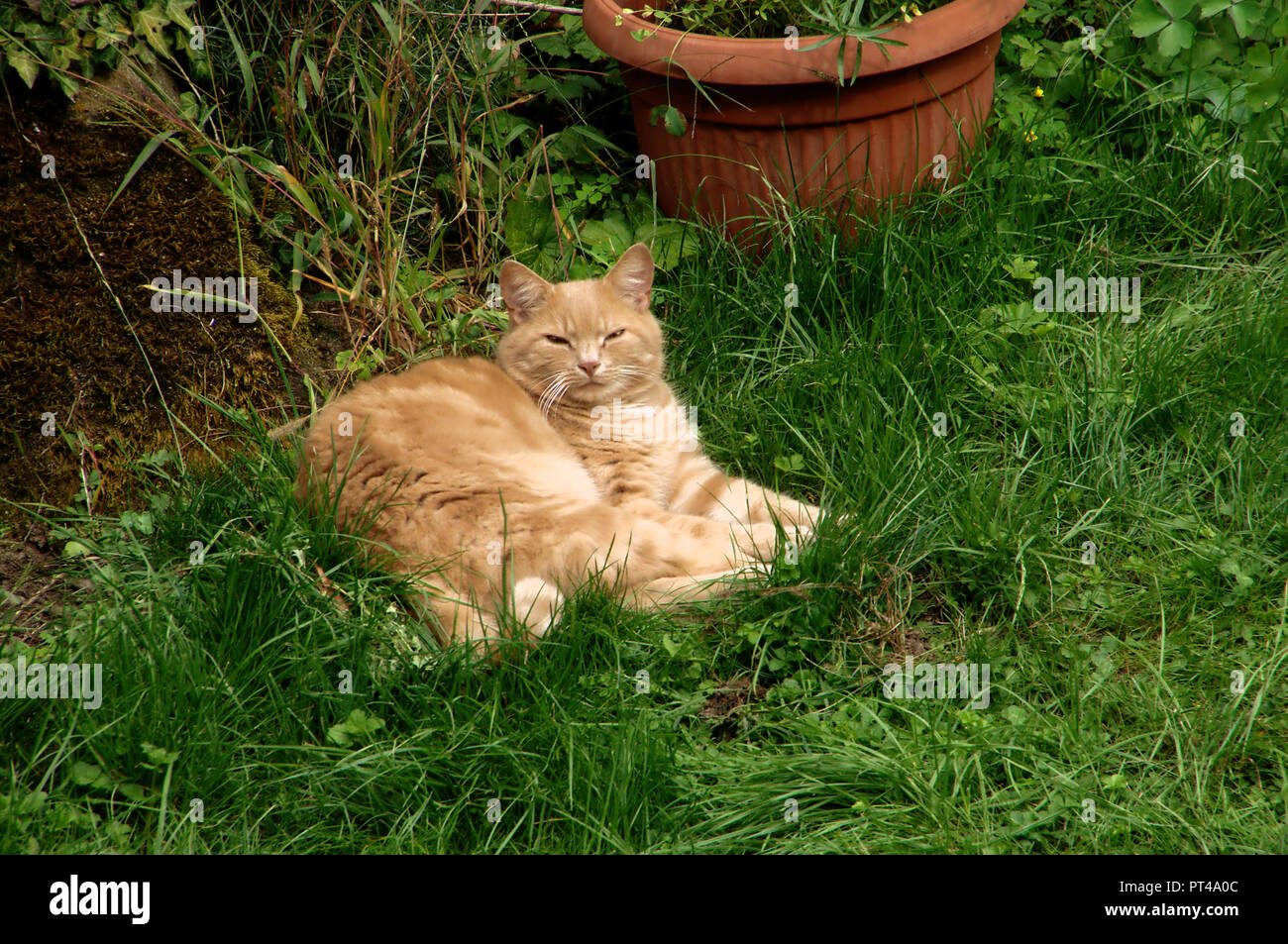 Ingwer tomcat ruht auf Rasen in Swiss Cottage Garten Stockfoto