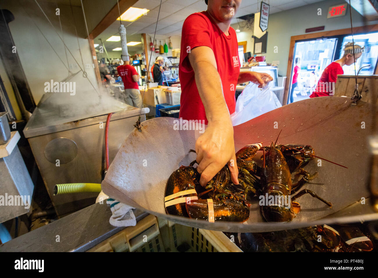 Hummer auf einer Skala, Beal's Hummer Pier Restaurant, Southwest Harbor, Maine, USA Stockfoto