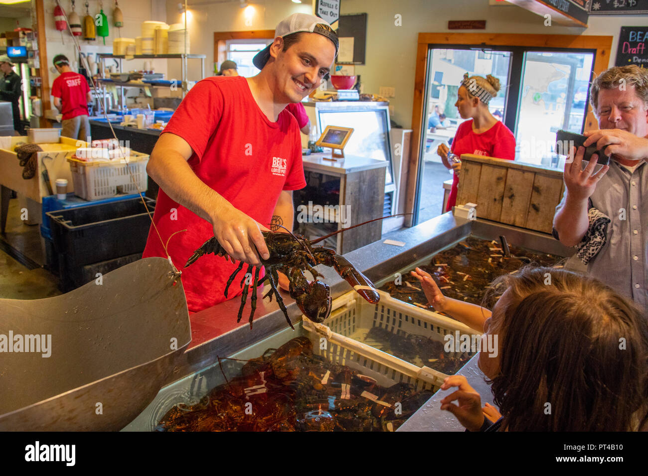 Die Wahl eines Hummer an Beal's Hummer Pier Restaurant, Southwest Harbor, Maine, USA Stockfoto