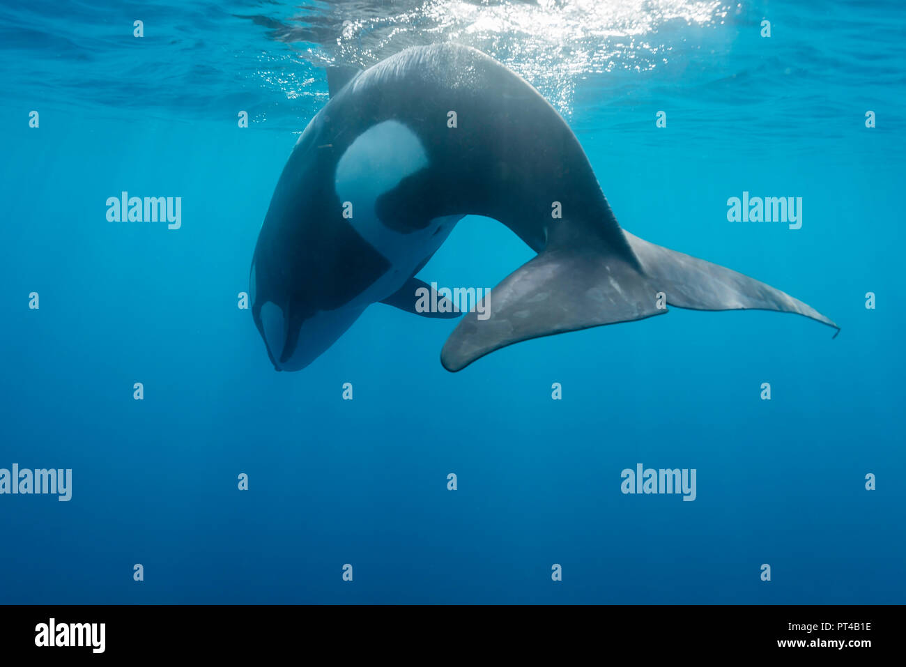 Killer Whale, Pazifik, Neuseeland. Stockfoto