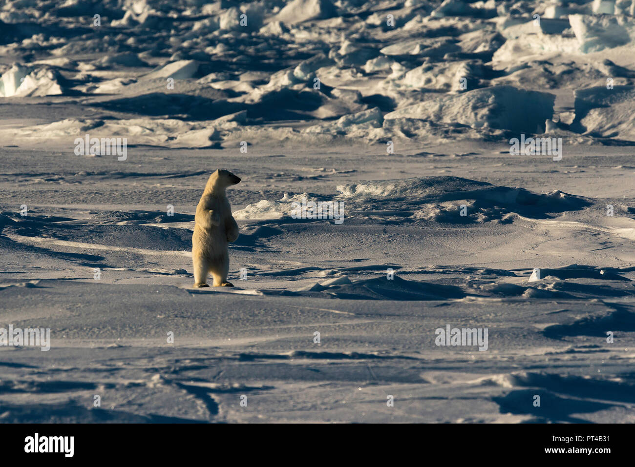 Polar Bear patrouillieren die Eisschollen am nördlichen Ende von Baffin Island. Stockfoto