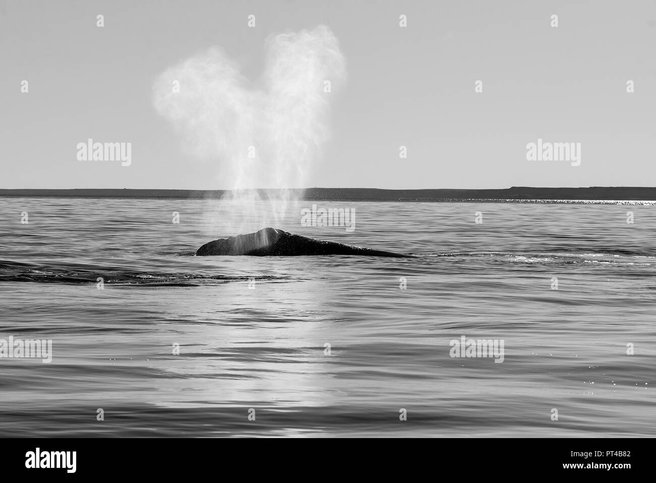 Southern Right Whale Ausatmen an der Oberfläche. Stockfoto