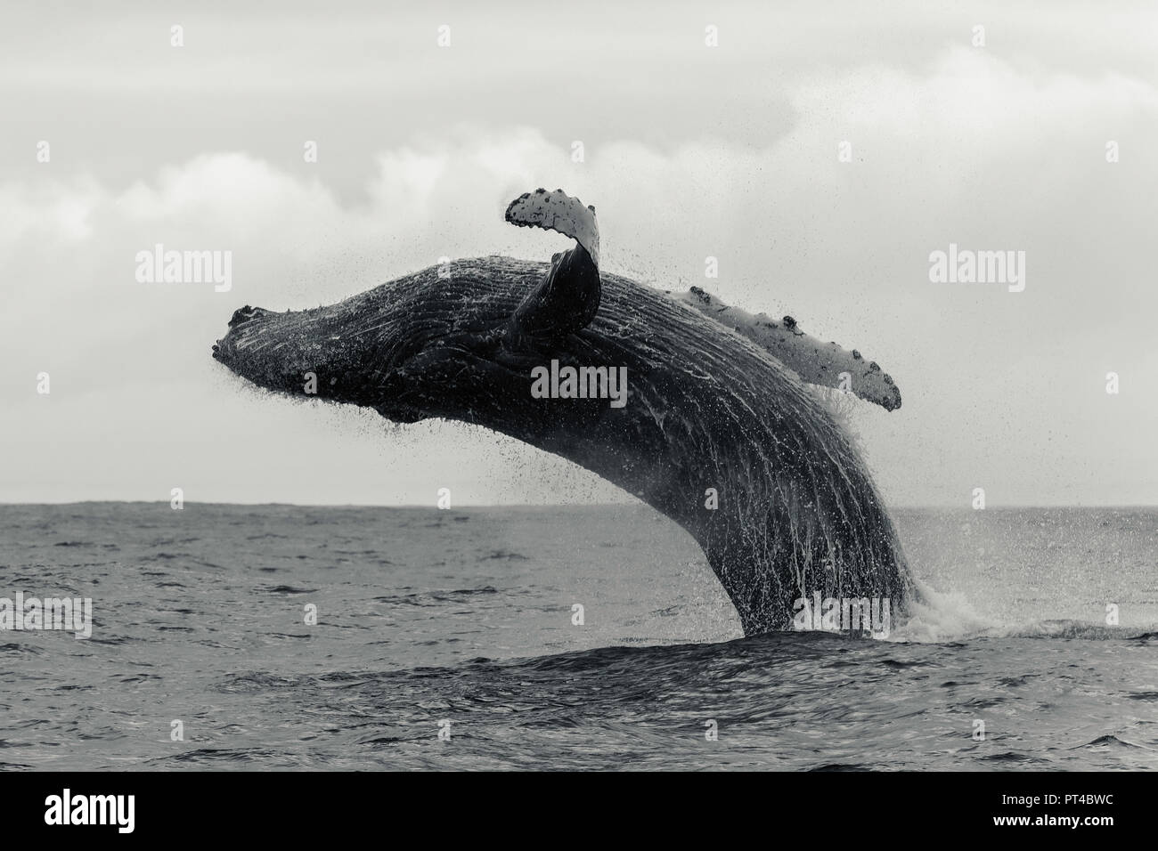 Referenzwert Buckelwal, Langebaan, Südafrika. Stockfoto