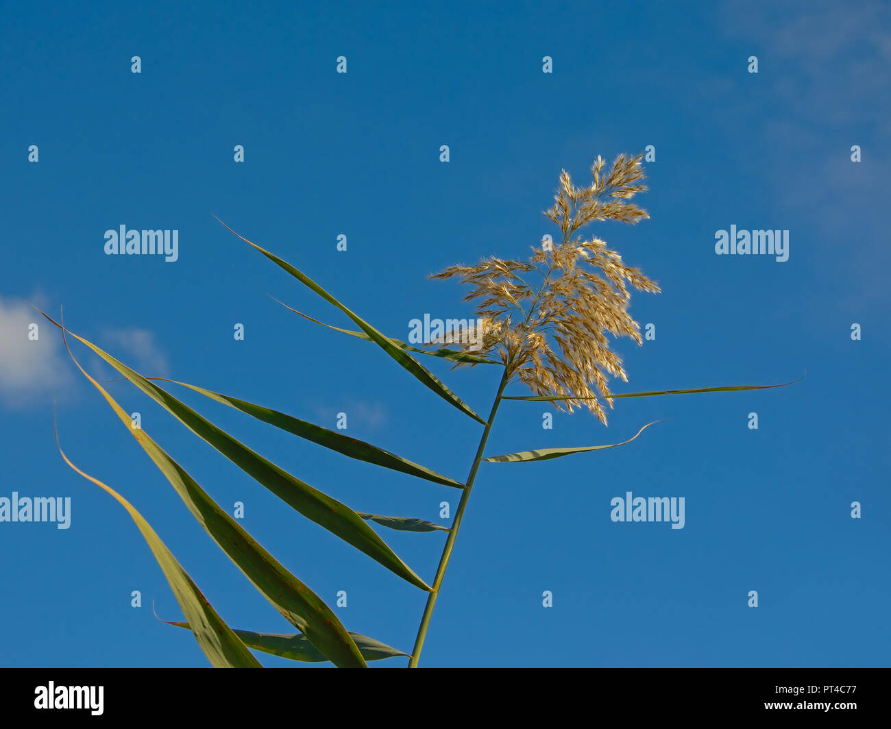 Top der riesigen Schilf auf einen blauen Himmel mit Fluffy Clouds in der Mündung des Flusses Guadalhorce Naturschutzgebiet in Malaga - Arundo Donax Stockfoto