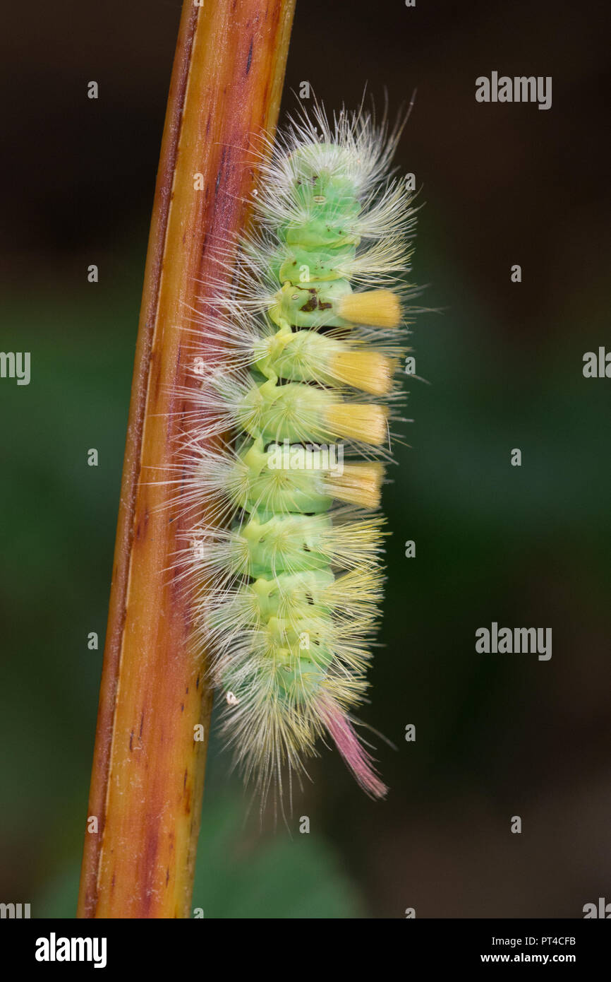 Pale tussock Motte Caterpillar (Calliteara pudibunda Larve) Stockfoto