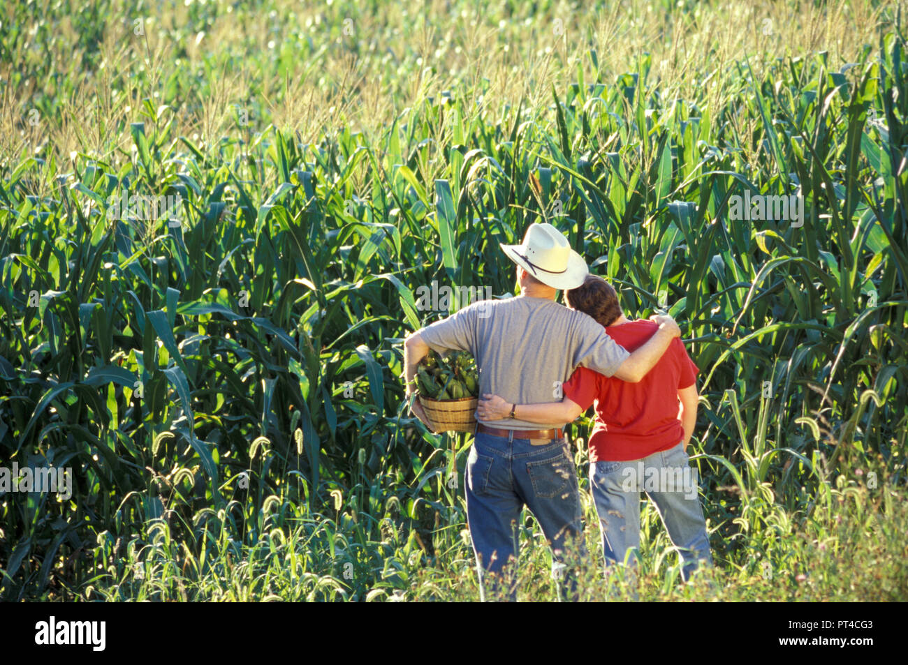 Bauer und seiner Frau Umfrage ihren Mais Feld Fruchtart, USA Stockfoto