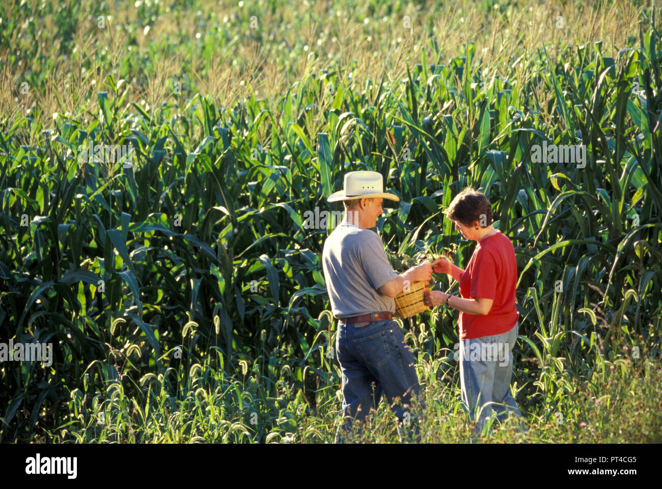 Bauer und seiner Frau Umfrage ihren Mais Feld Fruchtart, USA Stockfoto