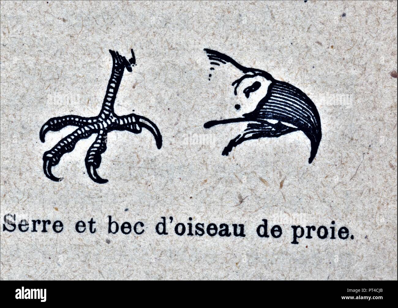 SERRE ET BEC D'OISEAU DE PROIE Stockfoto
