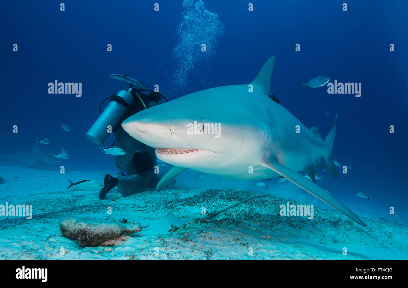 Bull Shark während einer haifütterung Tauchen, Yucatan, Mexiko. Stockfoto