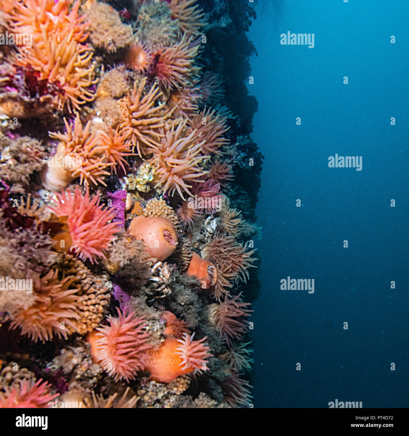 Kaltes Wasser Anemonen auf einem Korallenriff in der Arktis von Spitzbergen. Stockfoto