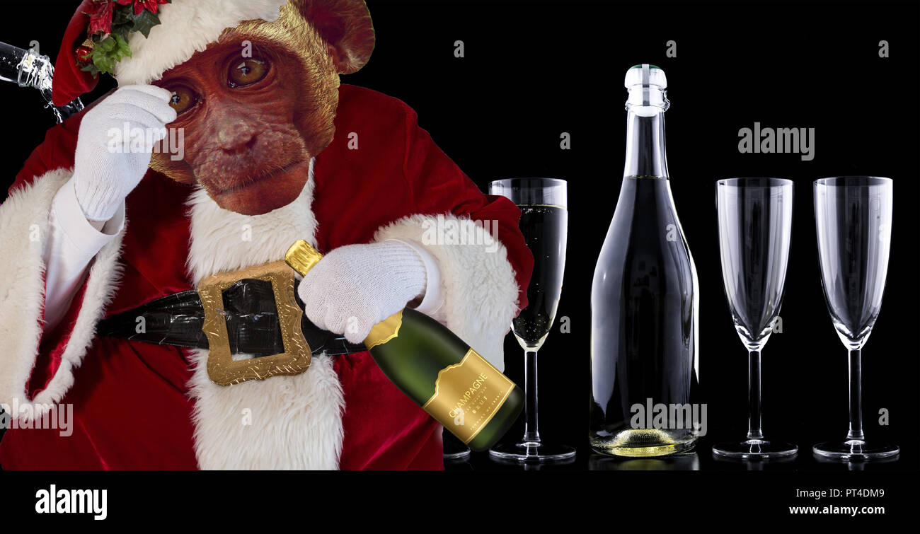 Weihnachten lustig Affe in einem Weihnachtsmann Kostüm Holding eine Flasche  Champagner mit einem schwarzen Hintergrund mit Glas und Flasche Alkohol  Stockfotografie - Alamy