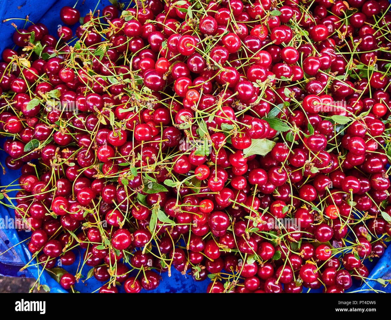 Kirschen mit Blättern für Verkauf im Stall eines Marktes. Stockfoto